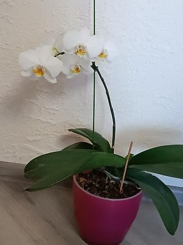 купить орхидею живую: Продаю орхидею, полностью адаптированная, отличная корневая, растит — 1