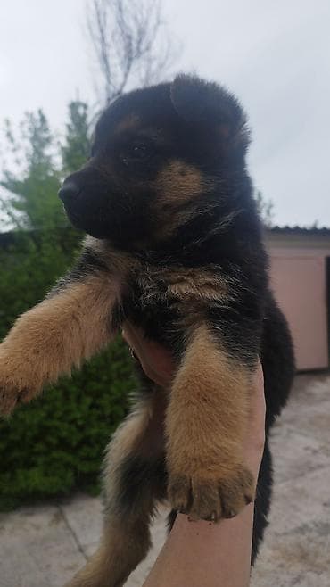 белгиский овчарка: Немецкая овчарка, 1 месяц, Самка — 1