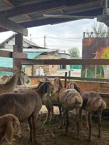 2жаш кунан: Продаю | Ягненок | Арашан | Для разведения | Ярка — 8