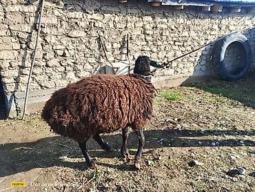 Услуги ветеринара: Продаю | Овца (самка) | Для разведения — 1