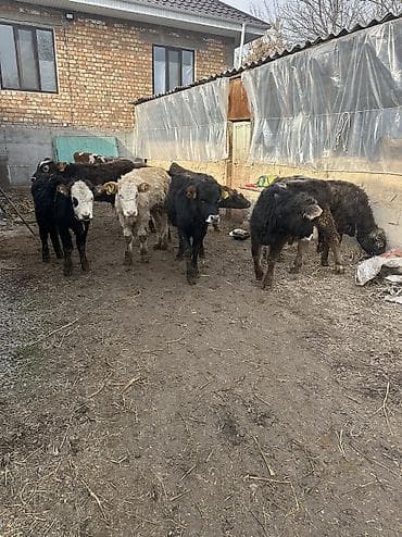 телята месячные: Продаю | Бык (самец) | Ангус, Симментальская, Швицкая | Для разведения — 2