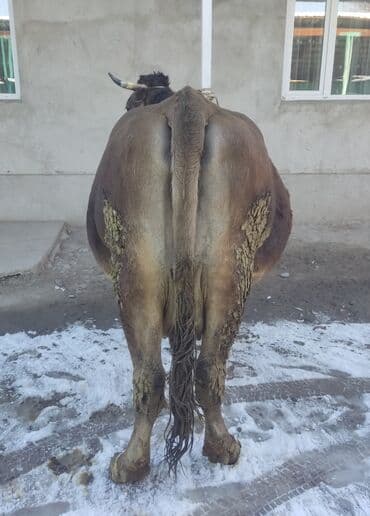 бычок бык: Продаю | Корова (самка) | Швицкая | Для разведения, Для молока — 4