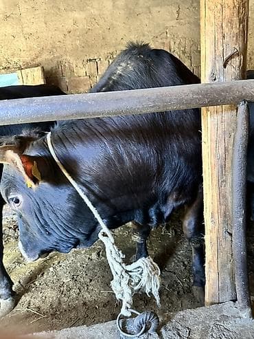 буудай фото: Продаю | Бык (самец) | На забой — 3