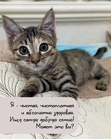 новорожденный котенок: 3 месяца, Девочка — 3
