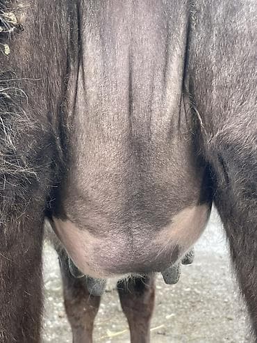 племенные коровы молочные купить: Продаю | Корова (самка) | Голштин | Для разведения, Для молока — 6