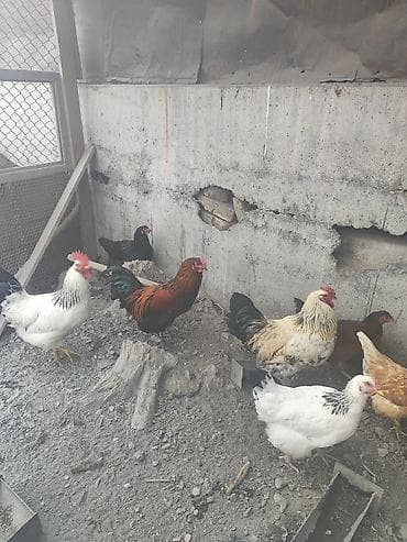 Куры, петухи: Продаю | Куры | Для разведения — 1