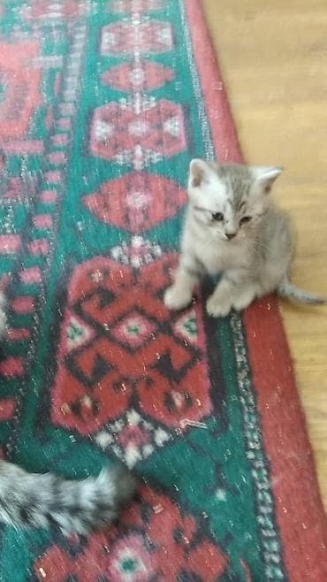 сибирская кошка черная: Котята домашние, пушистые и игривые. - Возраст: примерно 1–2 месяца — 2