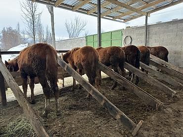 арабский жеребец купить: Продаю | Жеребенок | Для разведения — 2