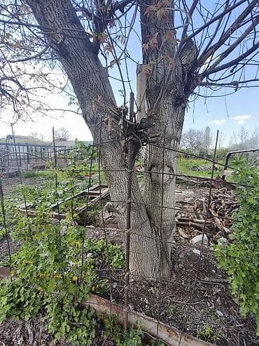 обрезка деревьев: Продам на свал орех с самовывозом — 2