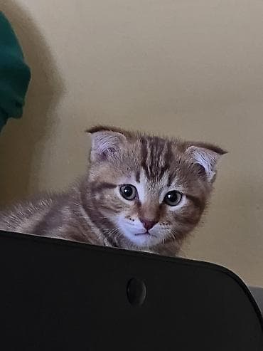 Скотиш Фолд (Шотландская вислоухая), 2 месяца, Мальчик, Приучена к лотку