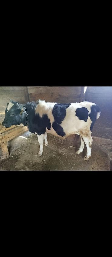 дакан бойцовый: Продаю | Бык (самец) | Полукровка | На откорм | Привязанные — 3