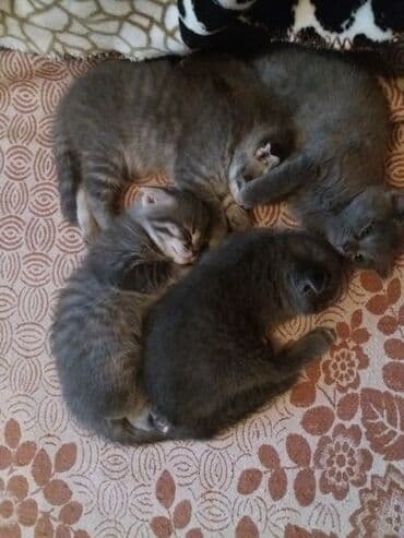 новорожденные котята: Серые котята из одного помёта. - Количество: 4 котёнка - Окрас — 3