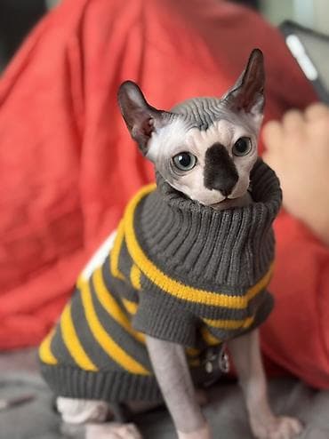 Продажа кошек: Сфинкс, 5 месяцев, Мальчик, Приучена к лотку, Проглистована — 1