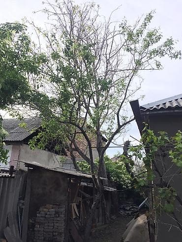 работа вентиляция: Снос аварийных деревьев Распил Укорачивание веток И т.д Убираем — 3