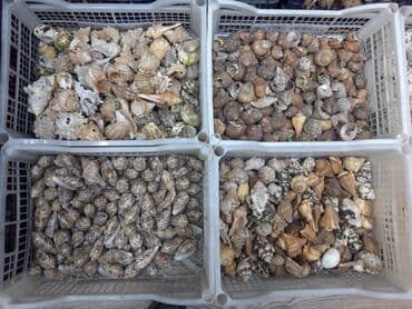 кой кыркыч: Ракушки кораллы кокосы бусы различные изделия из ракушек ракушки — 3