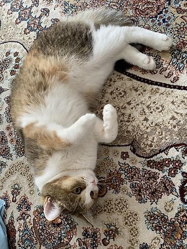 шатланский кошки: Кошка даром: Беспородная, 1 год, Девочка, Приучена к лотку, Проглистована — 3