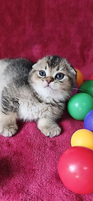 вислоухая кошка: Скотиш Фолд (Шотландская вислоухая), 2 месяца, Мальчик — 6