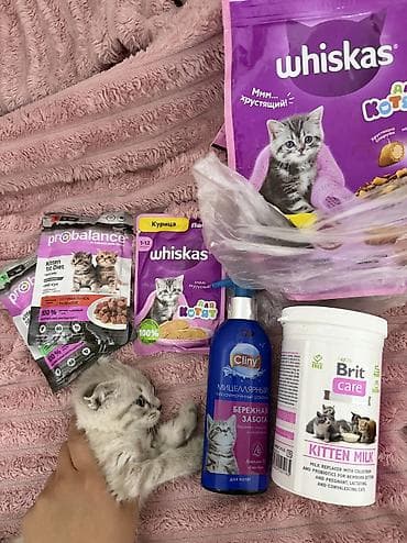 Шотландский вислоухий котёнок (Scottish Fold) - Окрас — 9