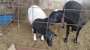 Животные: Продаю | Овца (самка) | На забой | Матка — 1
