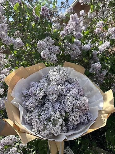 сирень цветы: Букет сирени в крафт-упаковке За 800 2000 - Состав: свежесрезанная — 3