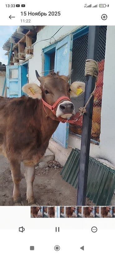 хомяк домашний купить: Продаю | Тёлка | Для разведения | Привязанные — 2