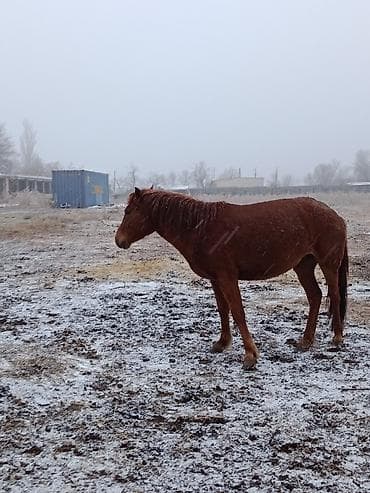 мейн кун кошки: Продаю | Кобыла (самка) | Рабочий | Мерин — 1
