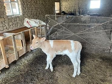 продаю пластиковые ящики: Продаю | Музоо, торпок | На откорм — 4