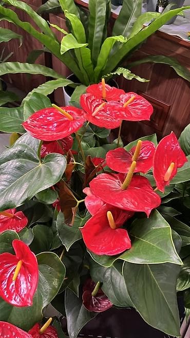 цветок антуриум цена: Антуриум (Anthurium andreanum) — эффектное комнатное растение с — 4