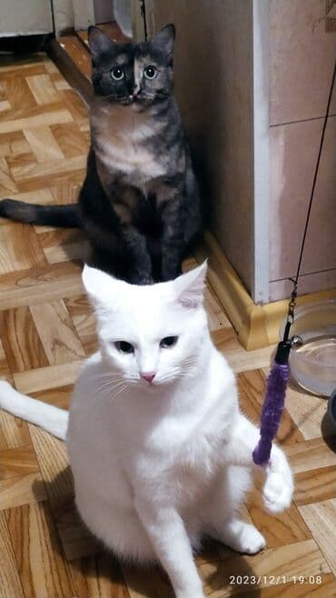 куда можно отдать собаку в бишкеке: Красивые девочки . цветная и белая молодые кошки им скоро год.очень — 6
