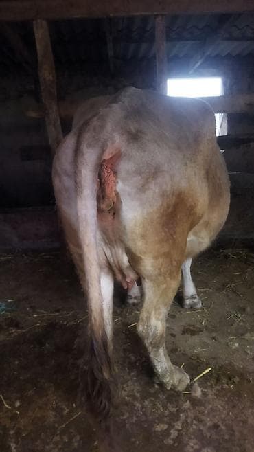 ловит мышей: Продаю | Корова (самка) | Для молока | Привязанные — 4