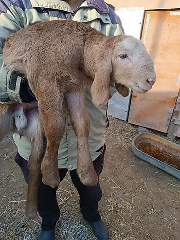 купить собаку в бишкеке: Продаю | Баран (самец) | Арашан | Для разведения | Осеменитель — 7