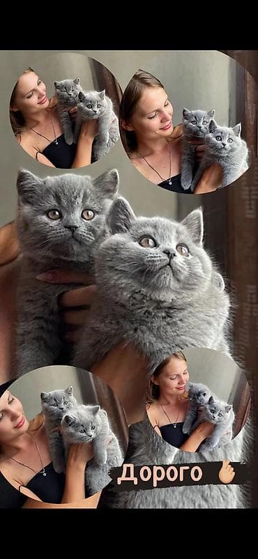 кошка в бишкеке: Британская короткошёрстная, 2 месяца, Мальчик — 5