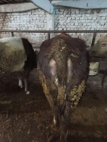 соня куры: Продаю | Тёлка | Для разведения | Нетель — 9