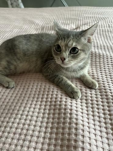 потерялся кот: Кошка даром: Беспородная, 7 месяцев, Девочка, Приучена к лотку — 1