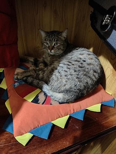 Продажа кошек: Найдена : Беспородная, Девочка — 3