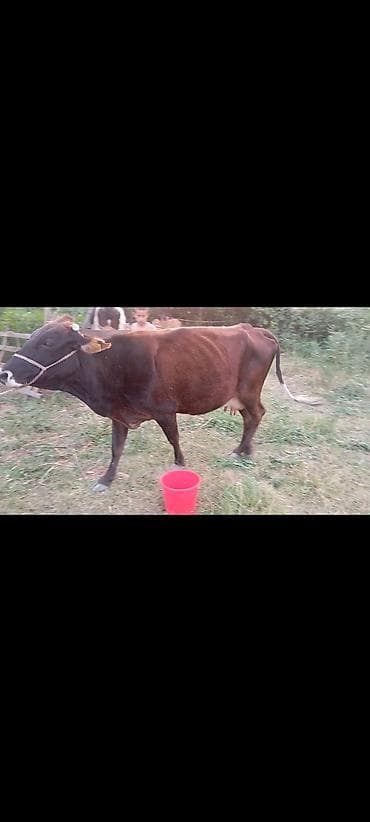 укол для бычка: Продаю | Корова (самка) | Для молока — 3