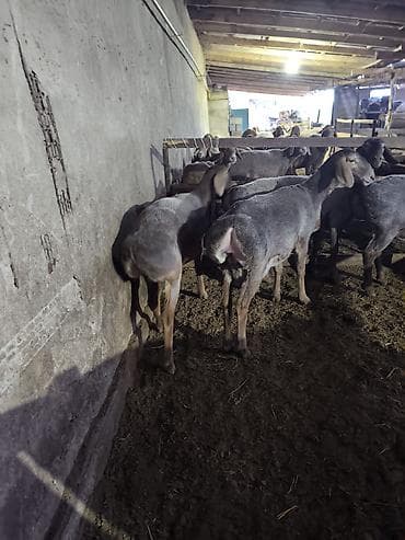 Сатам | Ургаачы кой (ургаачы) | Көбөйтүү үчүн | Токту — 4