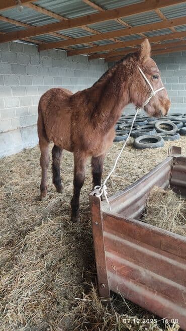 продажа домашних животных: Продаю | Жеребенок | Конный спорт — 2