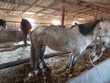 сумка для кошки: Продаю | Кобыла (самка) — 3