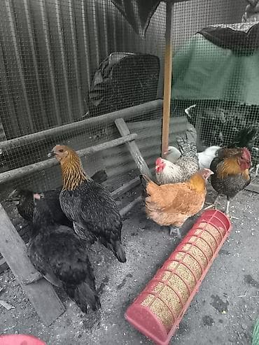 куры японские: Продаю | Куры | Домашняя | Для разведения — 5