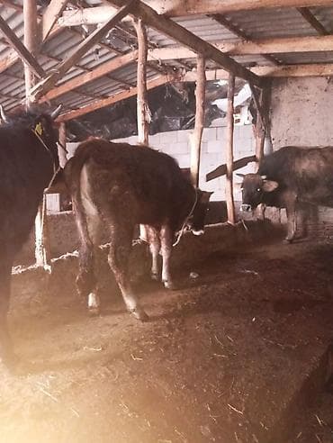 продаю кормушки: Продаю | Тёлка | На откорм | Привязанные — 1