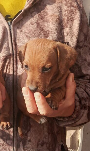 продажа собак в бишкеке: Продаётся щенок, карликовая такса рыжий Родители щенка очень умные — 1