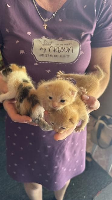 британская котята: Котята, ещё немного и можно забрать - Окрас: три рыжих (теплые — 2