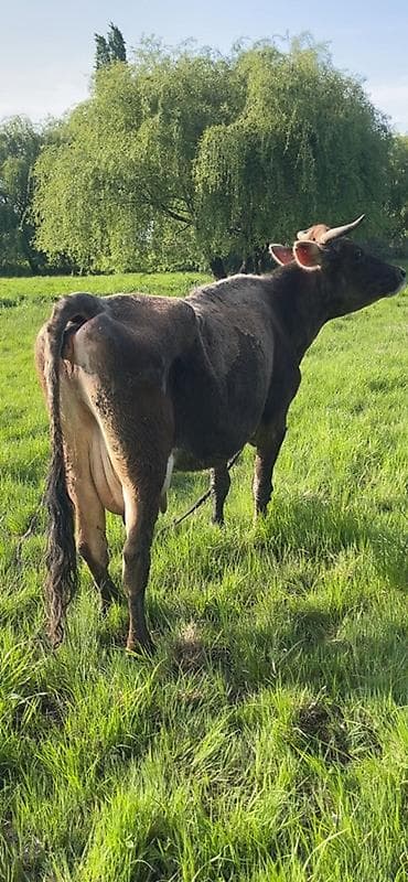 молочная карова: Продаю | Корова (самка) | Алатауская | Для молока | Привязанные — 1