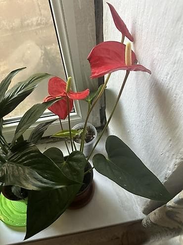 простой: Комнатные растения — набор Состав: - Хамедорея (бамбуковая пальма) — — 4