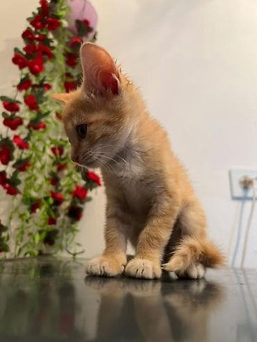 животные кошки: Кошка даром: Беспородная, 1 месяц, Мальчик, Приучена к лотку — 2