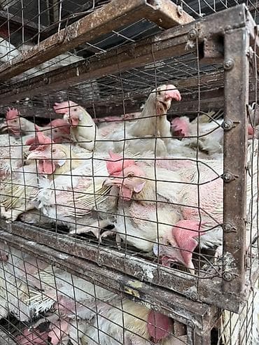 швиц бука: Продаю | Куры | Несушки — 2