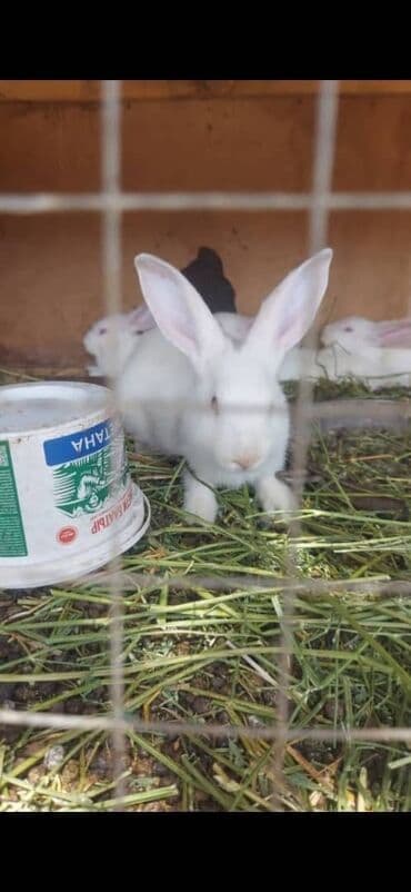 продажа щенков немецкой овчарки в бишкеке с документами: Срочно продам — 7