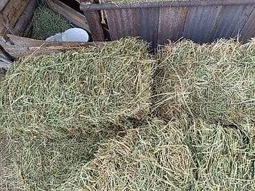 хлопковая шелуха: Сено в тюках - Натуральный клевер, тюки плотные, большие,сделано для — 1