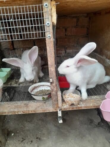в связи с переездом отдам попугая жако в добрые руки: Продаю | Кролик самец | Фландр | Для разведения | Племенные — 13
